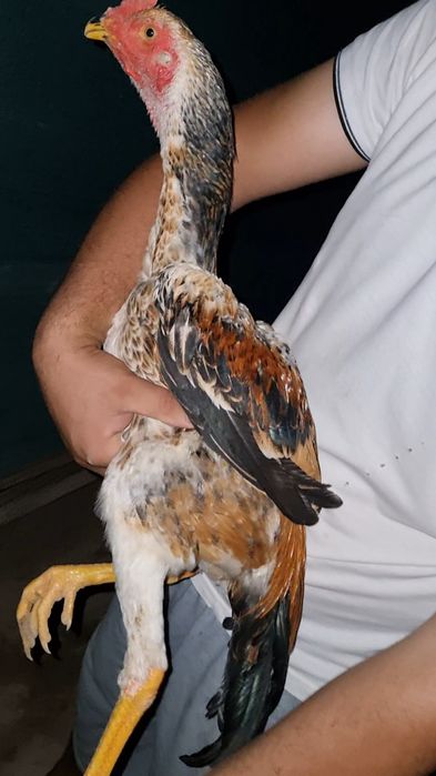 Aprelni jujasi shamo toza qon