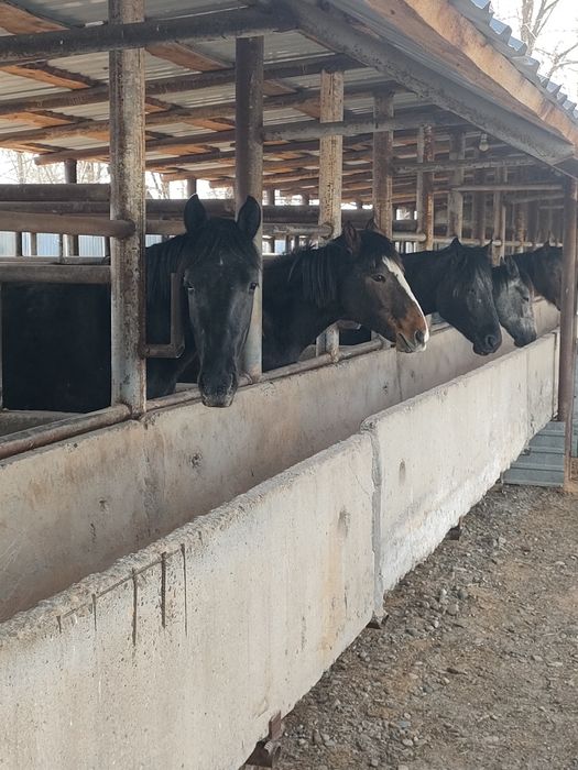 Лошади (кунан) на продажу