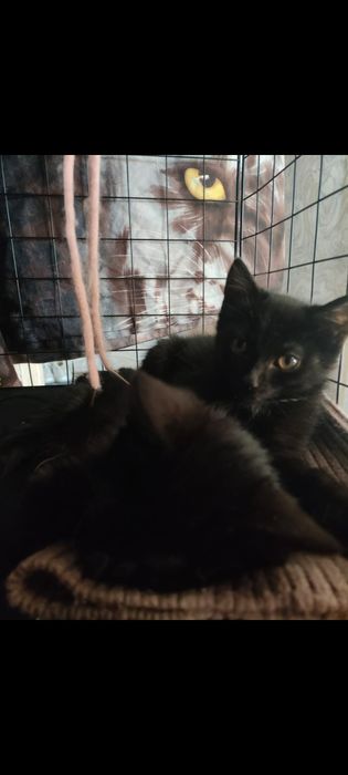 Котик  бесплатно