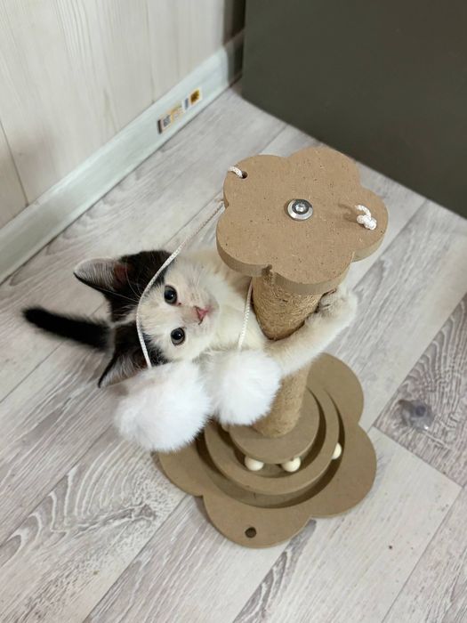 БЕСПЛАТНО, отдаем двух котят