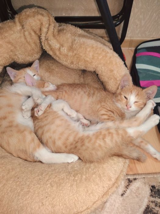 Котята ищут самые любящие руки!