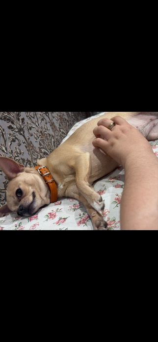 Продам чихуахуа 4,5 года