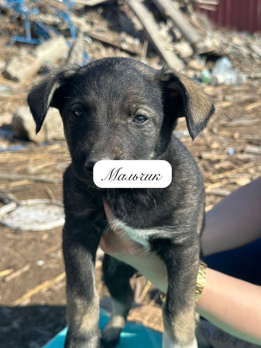 Щенки в добрые руки