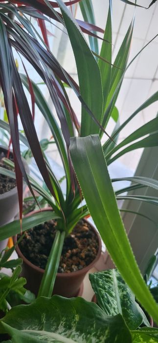 Домашний комнатный цветок