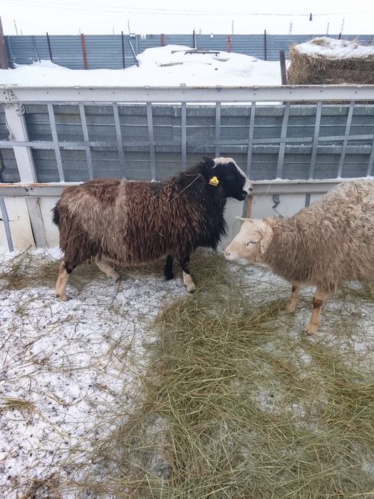 дорпер кошкар қошқар 1 год сатылады