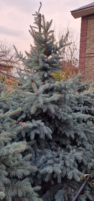 Ёлки зелёные (тянь-шань) и голубые