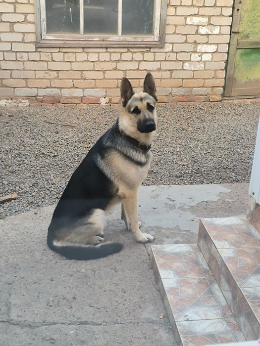 Продам щенят европейская овчарка