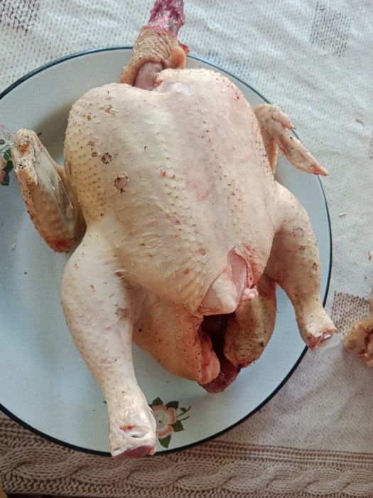 Продам домашних кур 2600