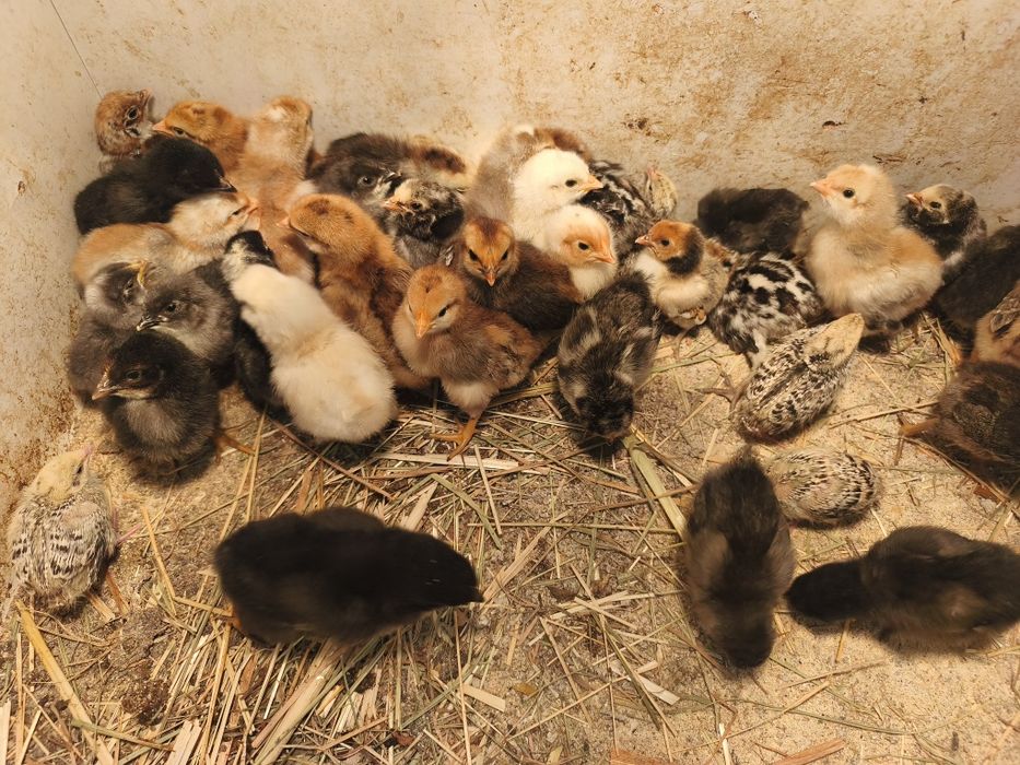 пиленца и пъдпъдъци на една седмица