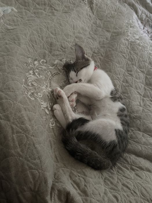 Отдам даром, котенок 2 месяца
