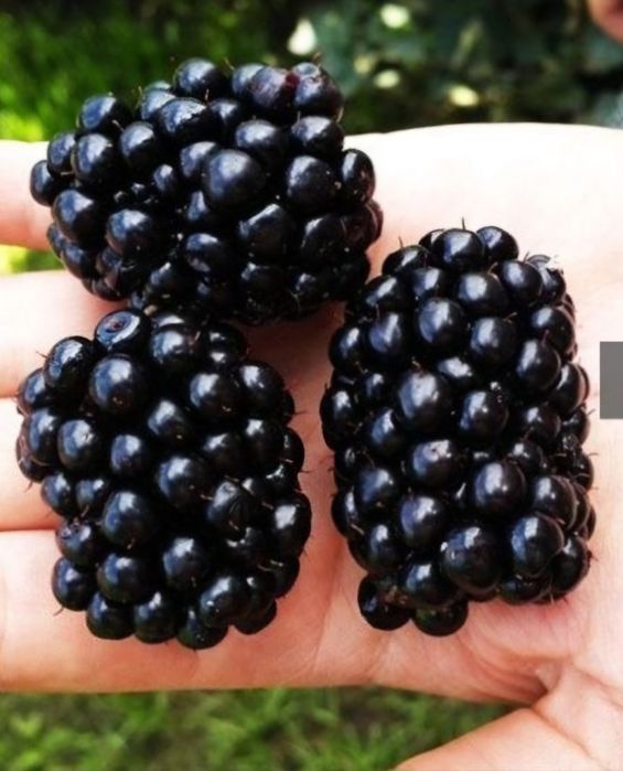 Ежевика бесшипная Triple crown (Тройная Корона) ТРЕХЛЕТКИ!!!