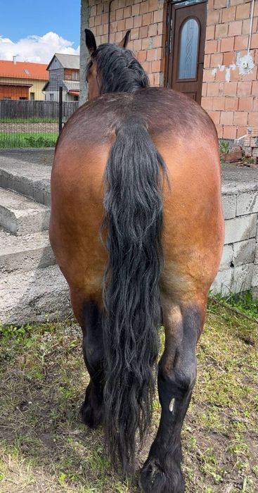 Mînza poloneza 3 ani variante