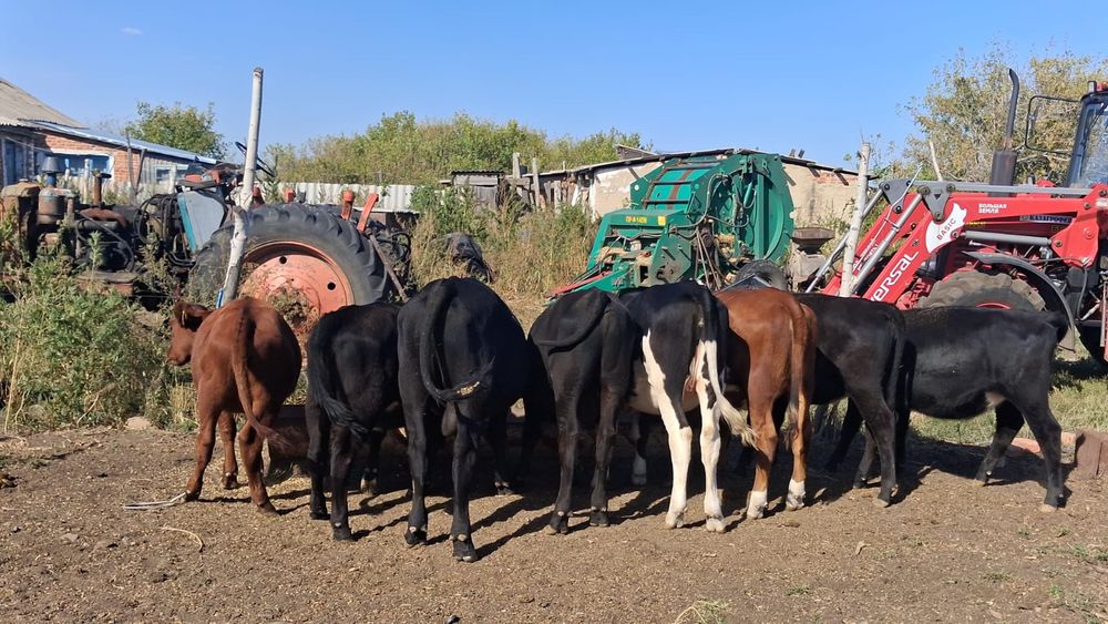 Продам телят в количестве 8 голов