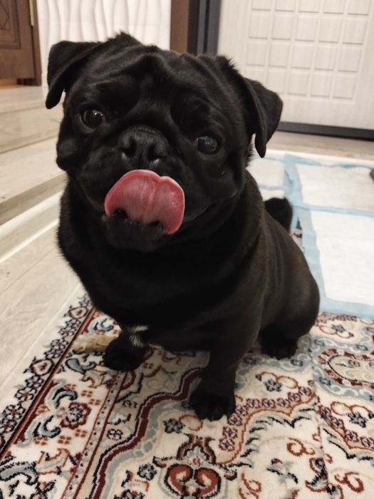 Вязка Мопс по кличке Чудо. 50000