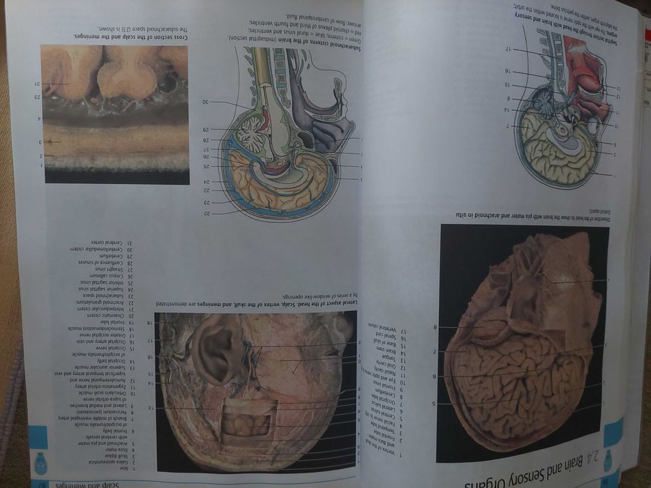 Atlas de Anatomie Umana
