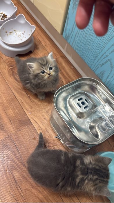 Отдам котят в добрые руки
