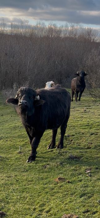 Мъжки биволи