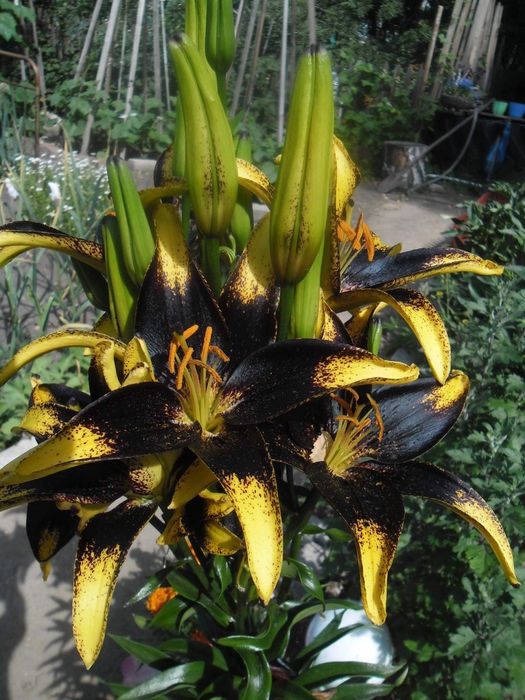 Продам дачу в СО ,, Горизонт,,