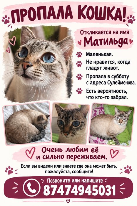 Потерялась кошка