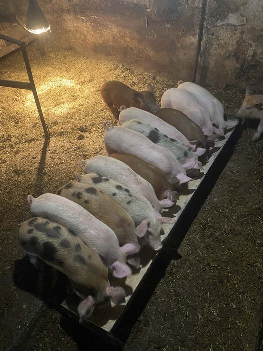 Продавам малки прасенца