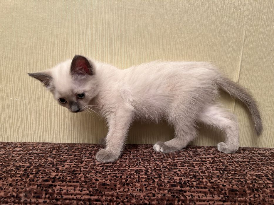 Сиамская кошечка