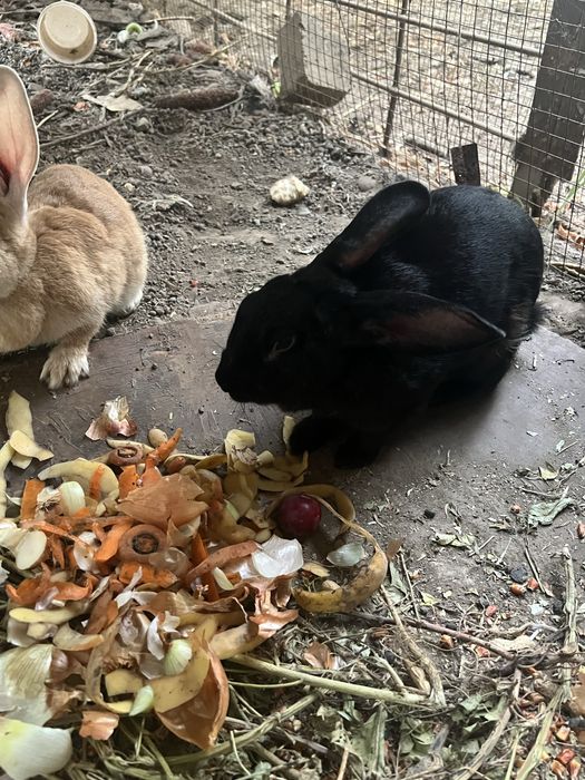 Kurka va quyonlar sotiladi