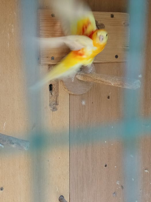 Мъжки поен папагал.