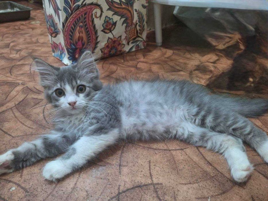 Котятки в добрые руки