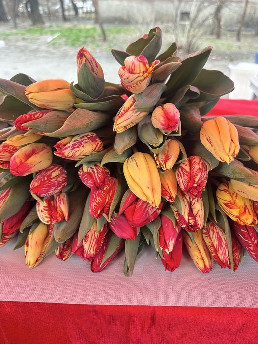 Тюльпан бар КЕЛІСЕМІЗ