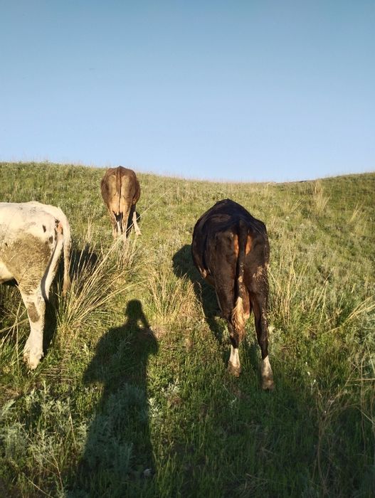 Корова с теленком