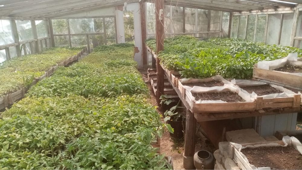 рассада Атырау