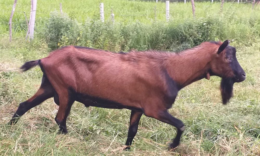 Tap alpin francez 2,5 ani