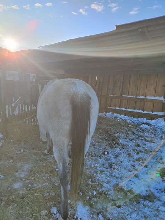 Продам лошадей, две кобылы и полторашка