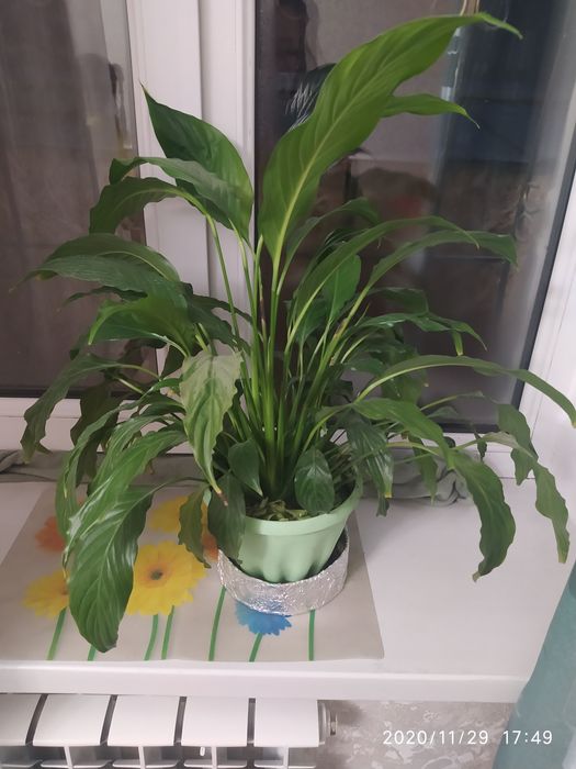 Женское счастье Цветок спатифиллум