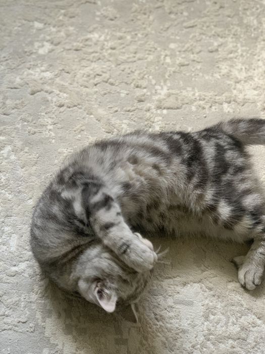 Шолтандская кошка