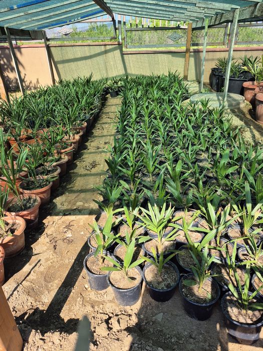 Продавам Студоустойчиви палми Трахикарпус.