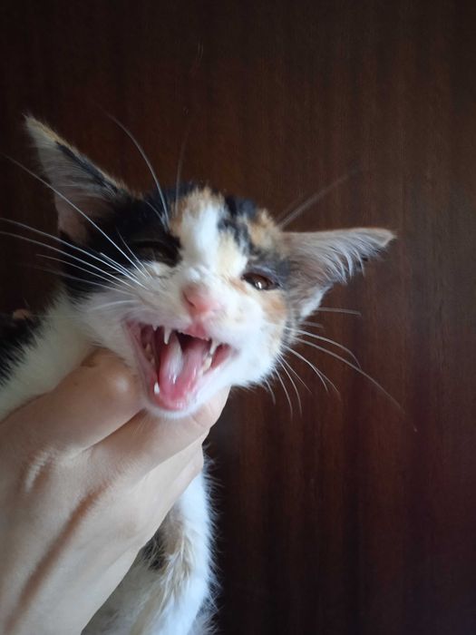 Красивые котята -девочки, 3 месяца.