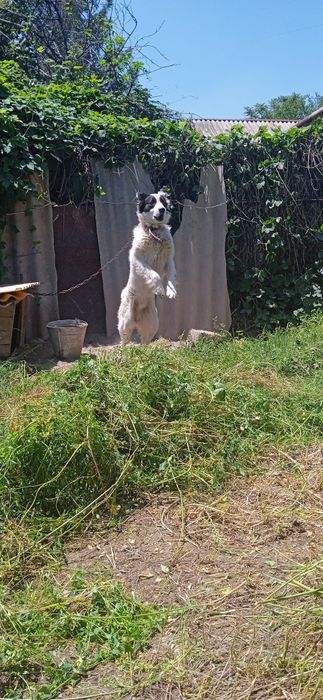 Адамм  соббакууу