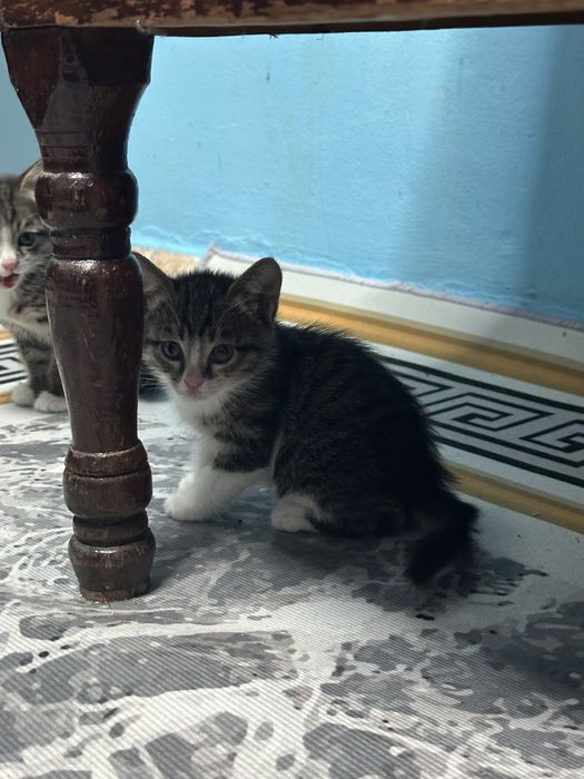 марғаулар сенімді қолға тапсырылады