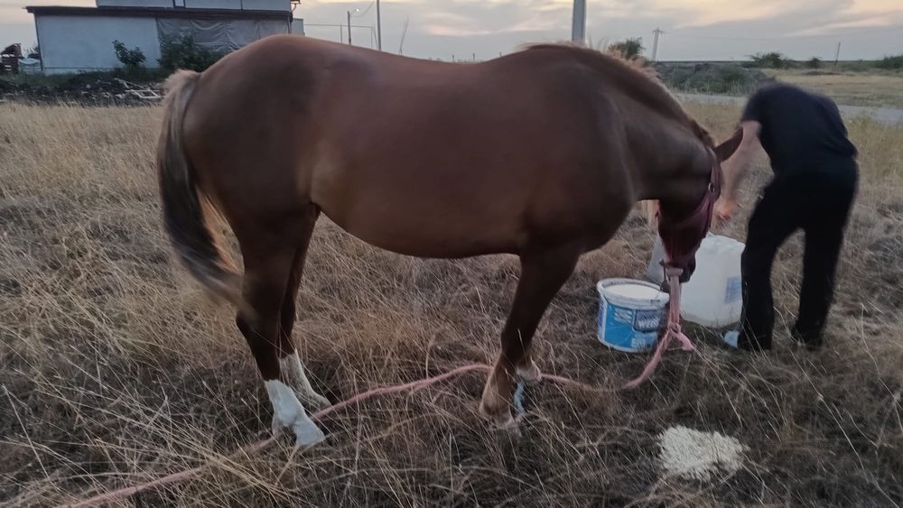 Manza de 2 ani si 4 luni