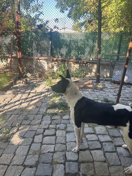 Подарява се куче
