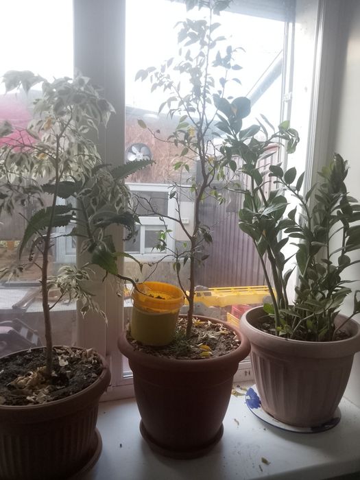 Продам домашние цветы