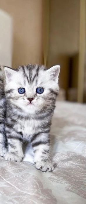 Шотландцы Котята Мрамор