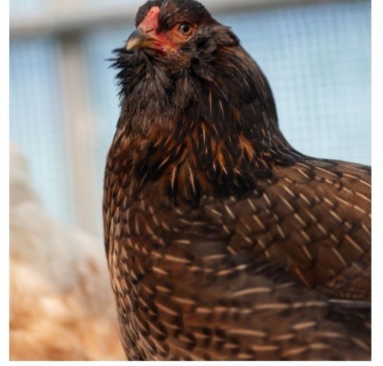 Ouă verzi și albastre de la găini Araucana și Ameraucana.
