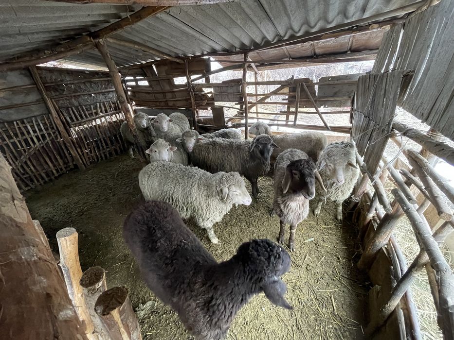 Бараны продаем талгар кайназар