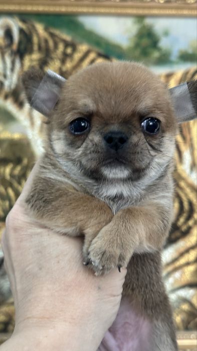 Очаровательные кукольные чихуахуа кобби