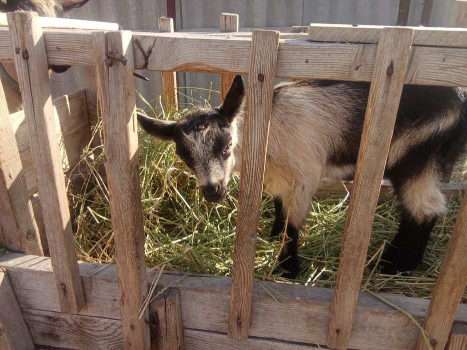 Альпі француз теке лақтар