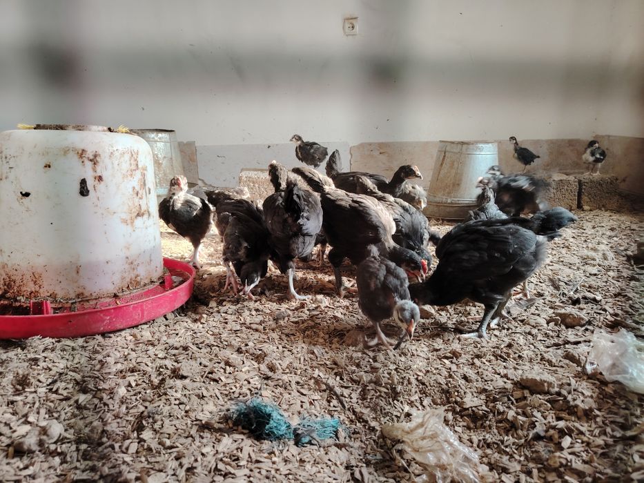 Кора шахзода 90  кунлик