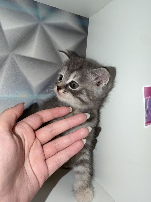 Отдам котят в добрые руки