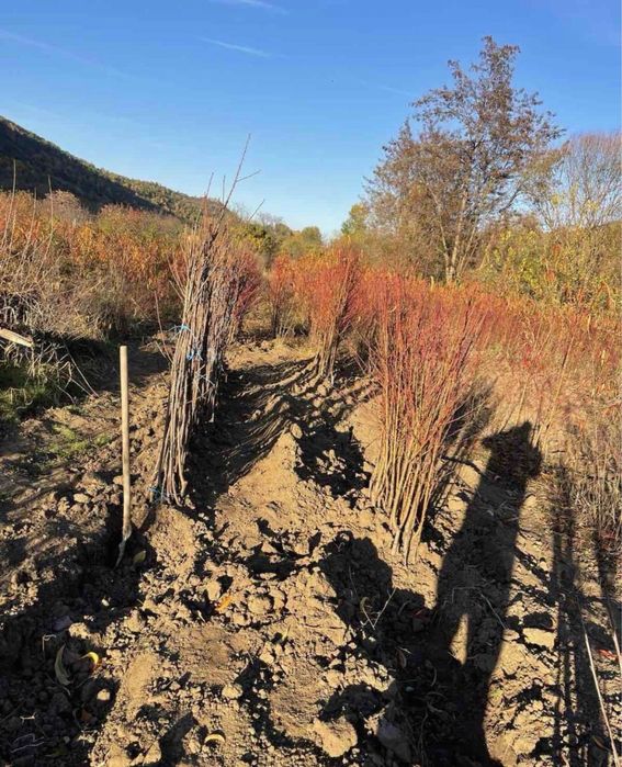 Овощен Разсадник Радослав Чотров "фитосанитарен сертификат " !